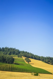 Aerial view of crops growing on rural hillside