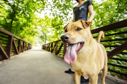 Caucasian woman walking dog on bridge