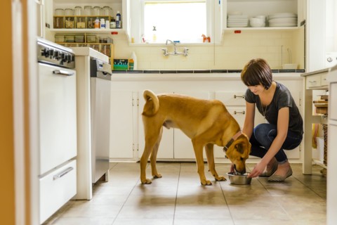 Caucasian woman feeding dog in kitchen