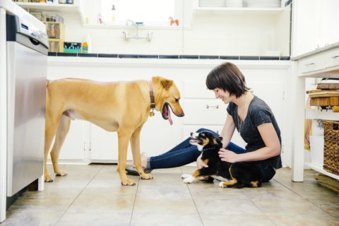 Caucasian woman petting dogs in kitchen