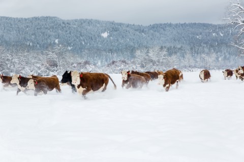 Herd of cattle in snowy farm field