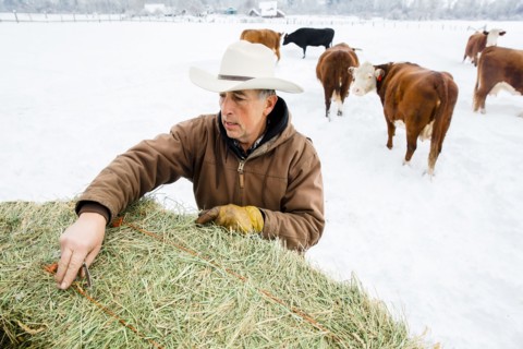 Caucasian farmer hauling hay in snowy field