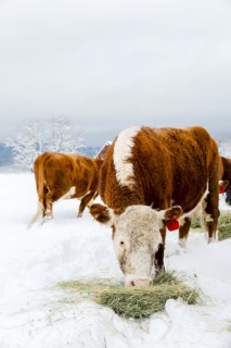 Cattle grazing on hay in snowy field