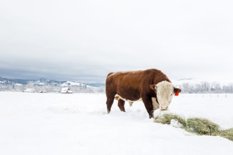 Cattle eating hay in snowy farm field