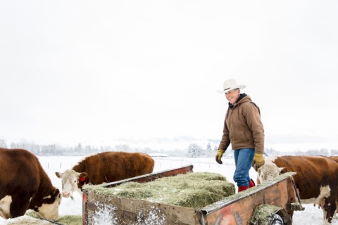 Caucasian farmer hauling hay in snowy field