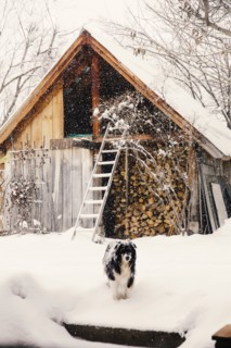 Dog standing in snowy backyard