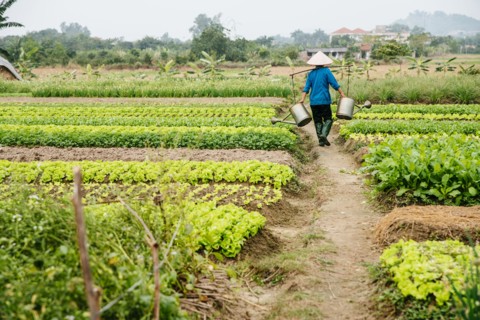 Farmer carrying water in rural crop field
