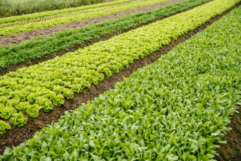 High angle view of plants growing in crop field