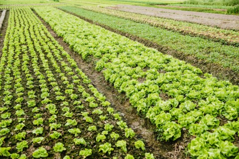 High angle view of plants growing in crop field