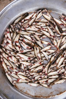 Close up of fresh fish in metal bowl