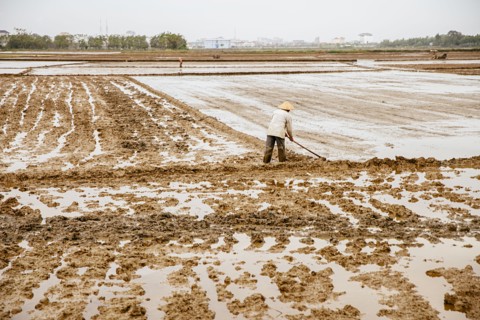 Farmer working in rural rice fields
