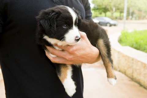 Caucasian man holding puppy