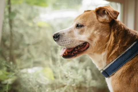 Profile of dog at window