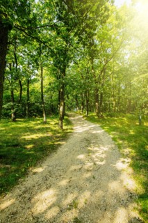 Dirt path in forest