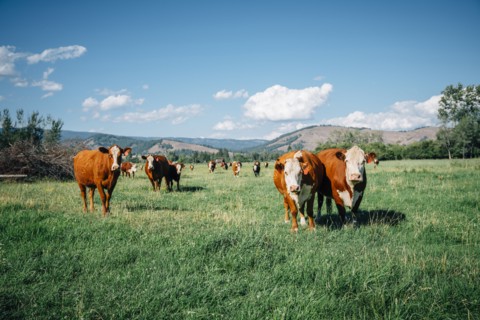 Cows in pasture