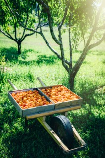 Peaches in wheelbarrow near trees