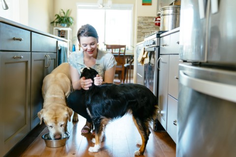 Woman feeding and petting dogs in domestic kitchen
