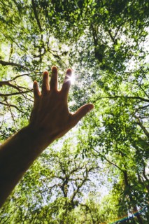 Hispanic man reaching for forest canopy