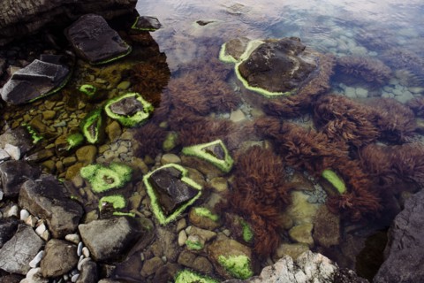 Green algae on rocks at beach