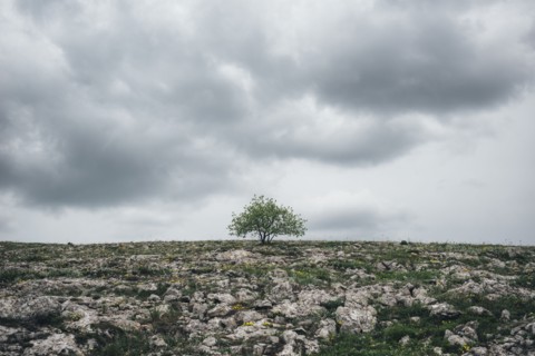 Tree in rocky landscape under clouds