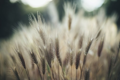 Close up of wheat in field