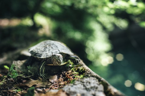 Turtle on rock