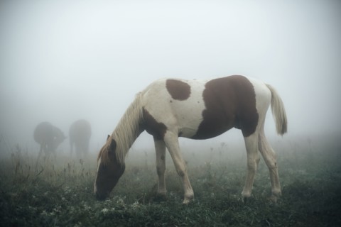 Horse grazing in foggy pasture