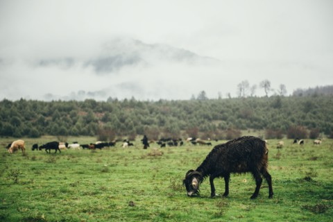 Ram grazing in green pasture
