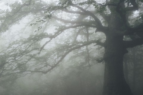 Tree in foggy forest
