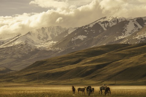 Horses in valley near mountains