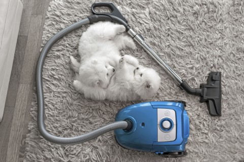 Fluffy white dogs laying on shag carpet near vacuum