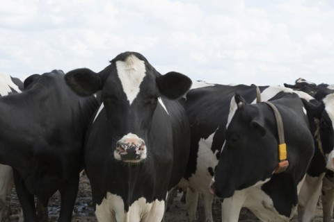 Cows with tags standing together