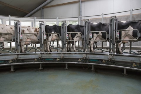 Dairy cows standing together for milking