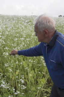 Caucasian farmer examining crop