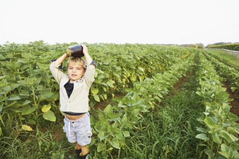 Caucasian boy picking vegetables in field