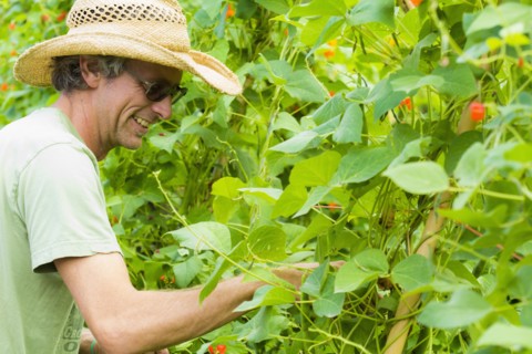 Caucasian farmer examining plants