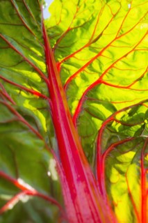 Close up of fresh chard leaf