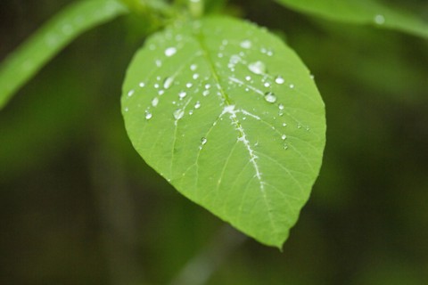 Close up of dewdrops on leaf