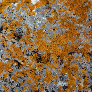 Detail of moss on rock