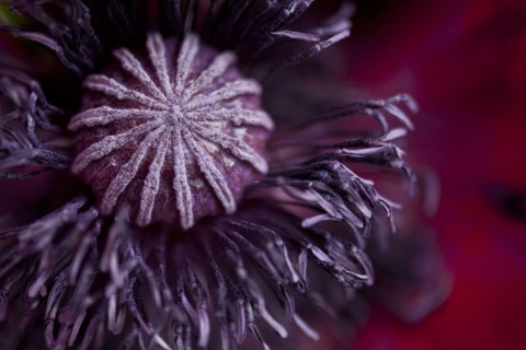 Close up of flower bud