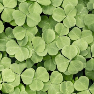 Close up of blooming clover plants