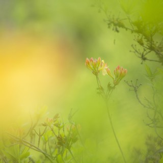 Flowers growing in garden