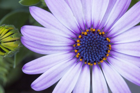Close up of blooming flower
