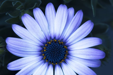 Close up of blooming flower