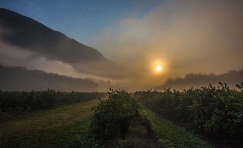 Blueberry bushes on farm at sunset