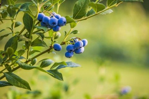 Blueberry bush