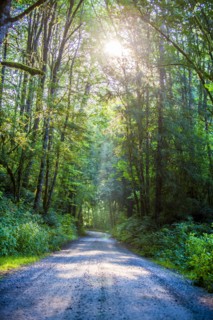 Sunbeam through trees on forest path