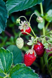 Strawberries growing
