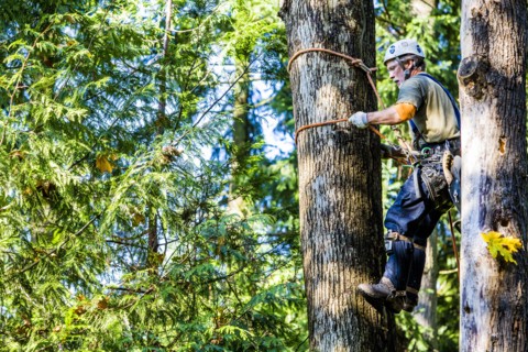 Man wearing harness climbing tree
