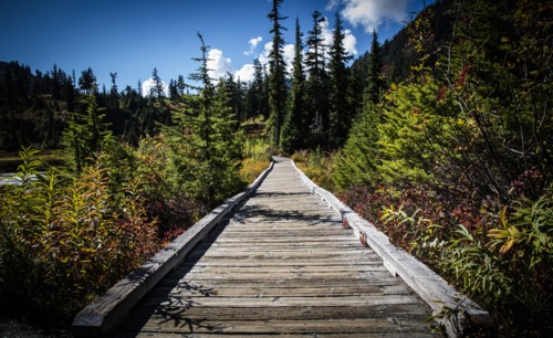 Wooden boardwalk in forest